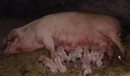 印尼猪瘟最新爆料图今天,揭秘病毒传播与防控措施”