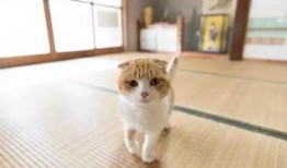 猫猫影视在线观看