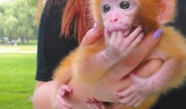 热点爆料小猴子视频,揭秘网络热点背后的故事