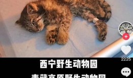热点爆料大猫视频,热点爆料背后的真相与内幕