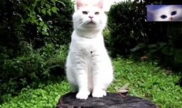 猫猫影视在线观看