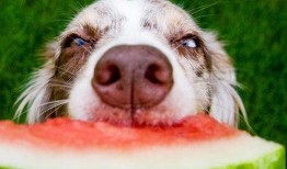 娱乐吃瓜酱狗,揭秘娱乐圈背后的趣味故事