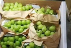 吃瓜网站免费精品,免费精品内容背后的秘密