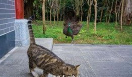 小肥猫免费吃瓜,揭秘网红美食背后的秘密