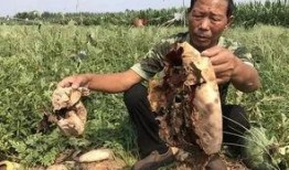 延安网红定格事件吃瓜,揭秘背后的真相与争议