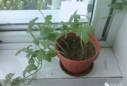 吃瓜娱乐圈花盆,揭秘明星们的“秘密花园”