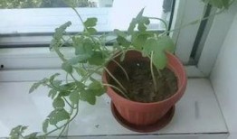 吃瓜娱乐圈花盆,揭秘明星们的“秘密花园”