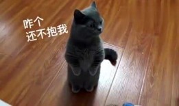 猫猫影视在线观看