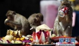 热点爆料小猴子视频,揭秘网络热点背后的故事