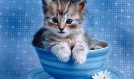 小肥猫免费吃瓜,揭秘网红美食背后的秘密