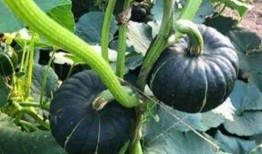 认真吃瓜网红图片,揭秘“认真吃瓜网红”的爆红之路