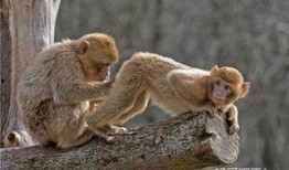 热点爆料小猴子视频,揭秘网络热点背后的故事